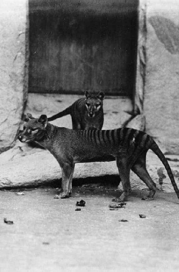 Thylacine Footage | Thylacine Footage