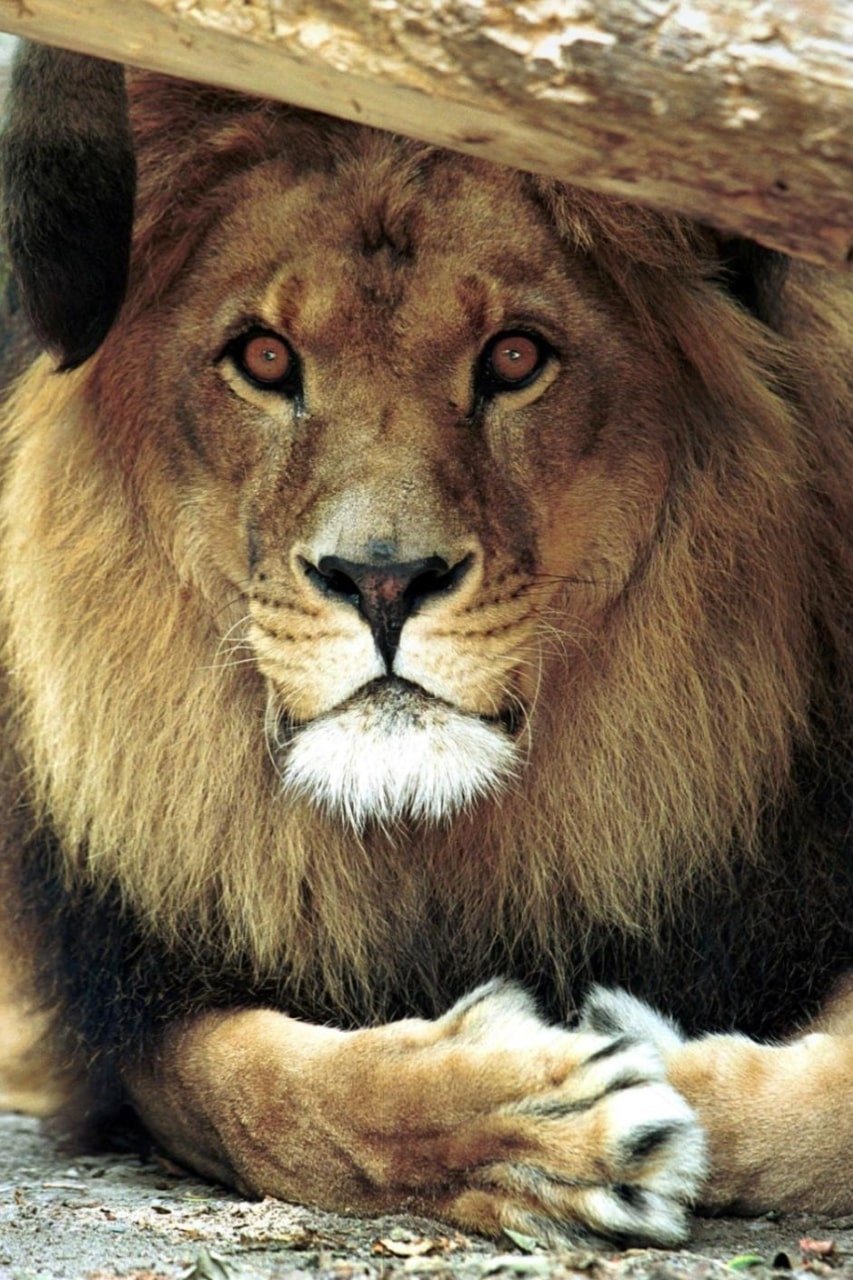 بازیگر Bongo the Lion  