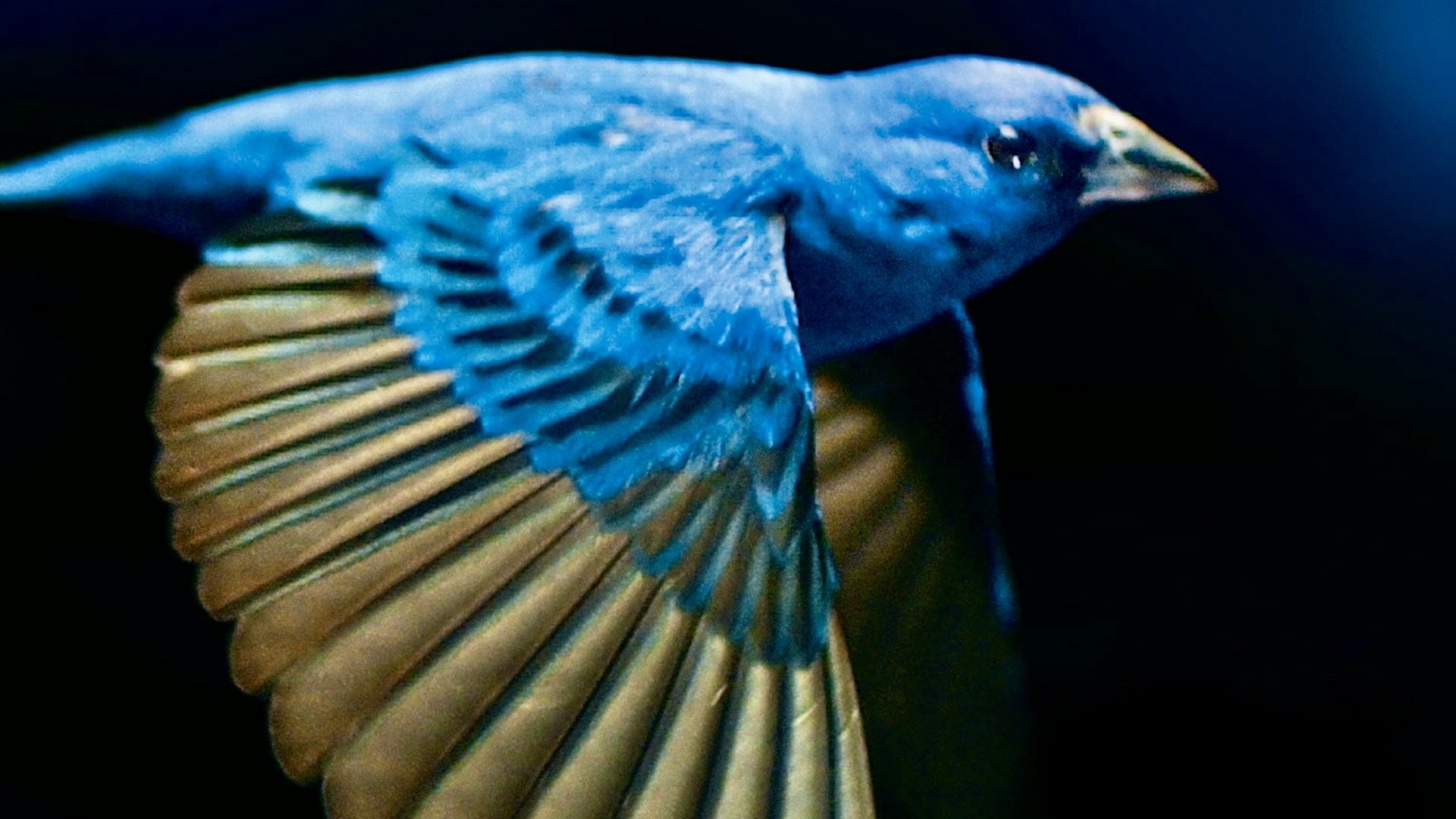 The Messenger|The Messenger
