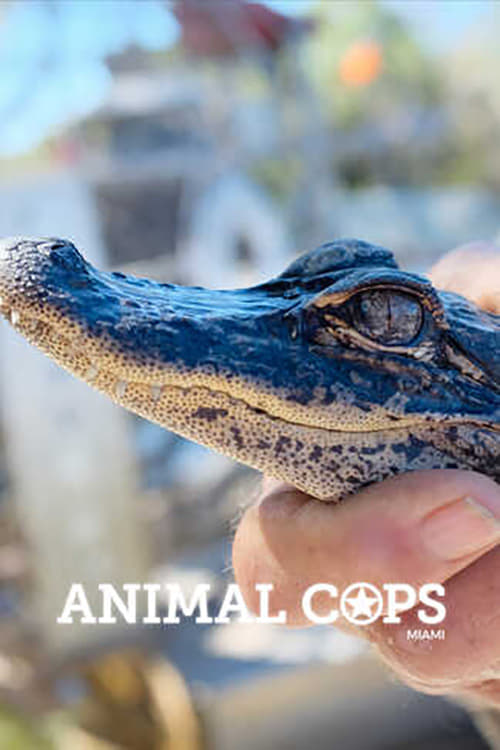 Animal Cops: Miami | Animal Cops: Miami