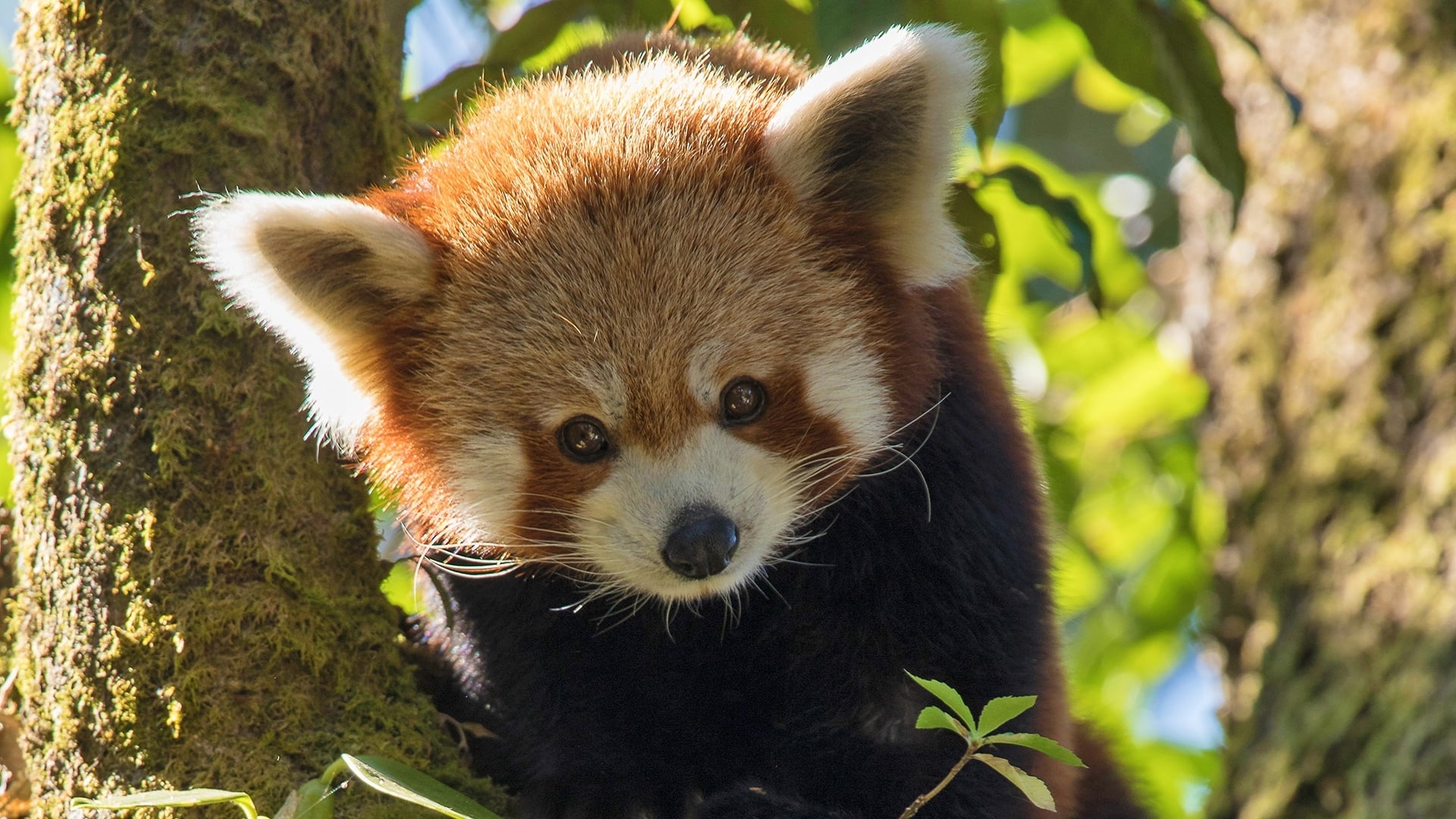 Red Panda: World's Cutest Animal|Red Panda: World's Cutest Animal