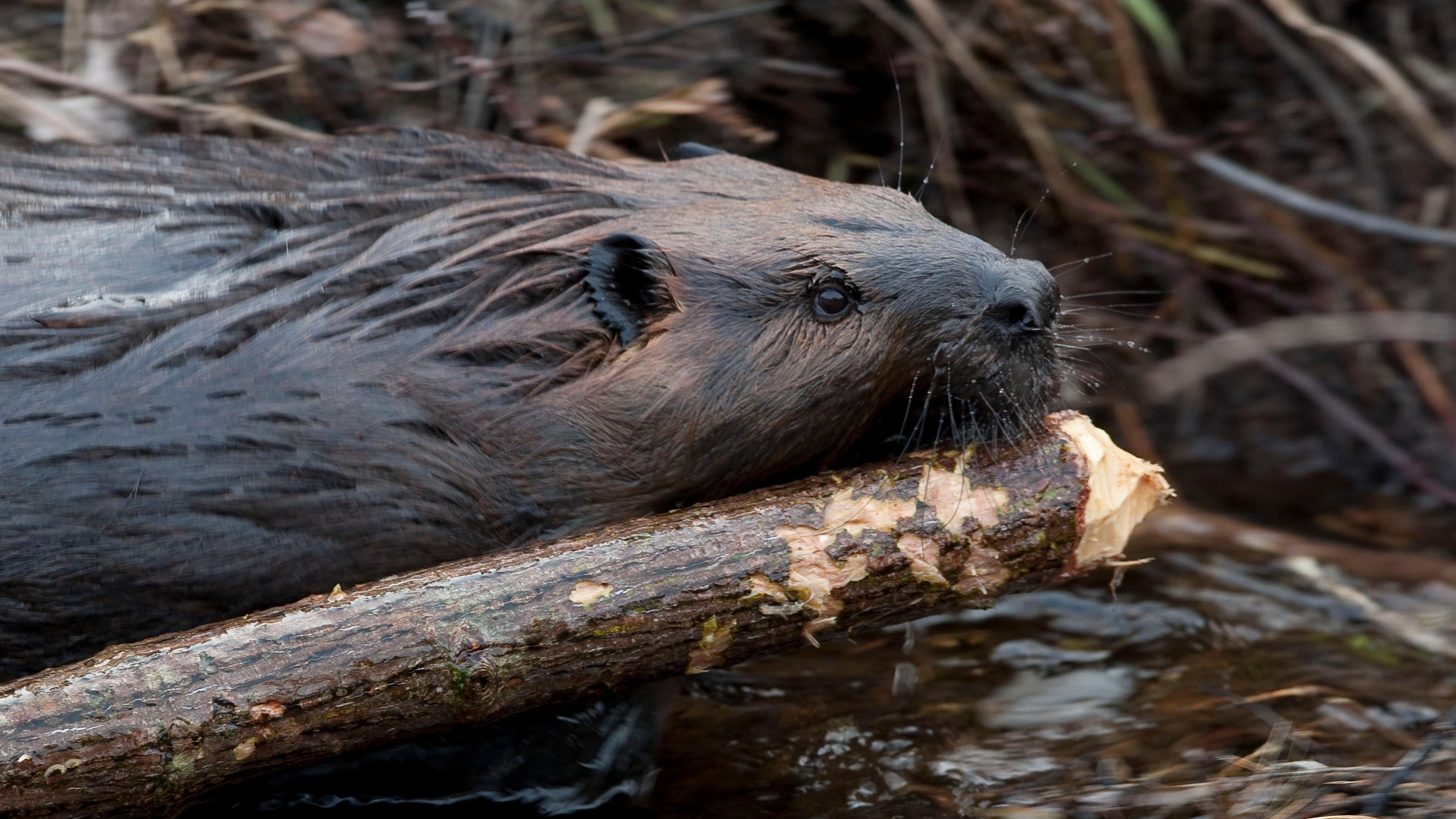 Leave it to Beavers|Leave it to Beavers