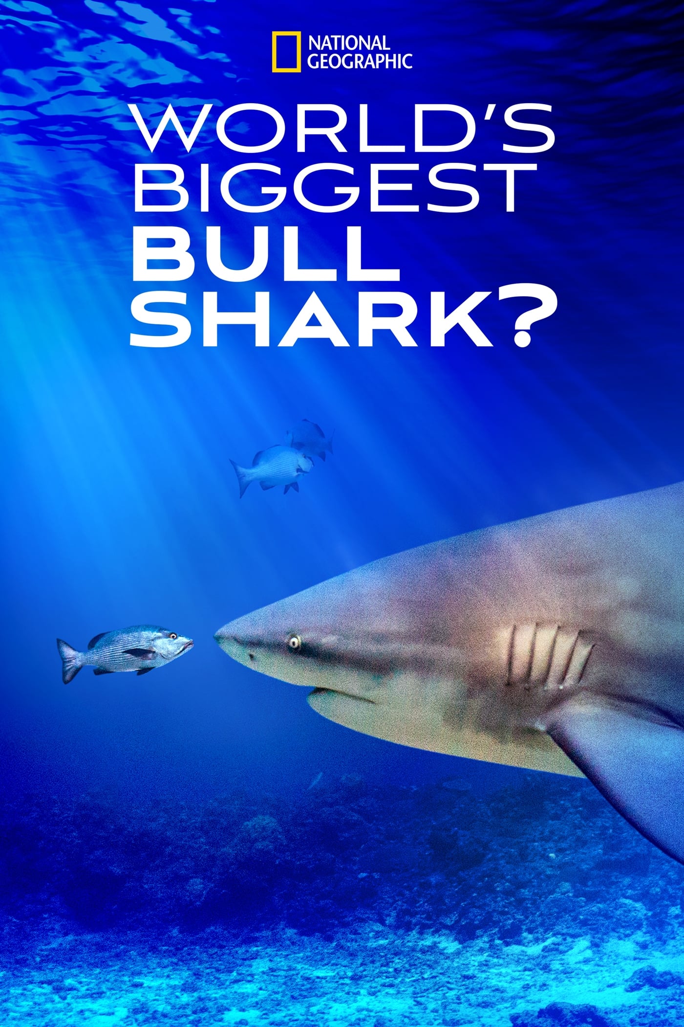 World's Biggest Bull Shark? | World's Biggest Bull Shark?