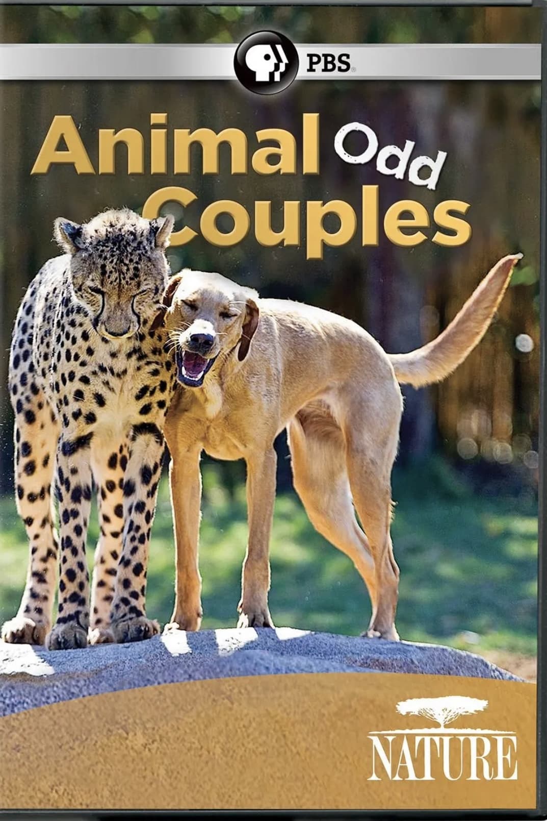 Animal Odd Couples | Animal Odd Couples