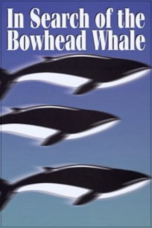 In Search of the Bowhead Whale | In Search of the Bowhead Whale