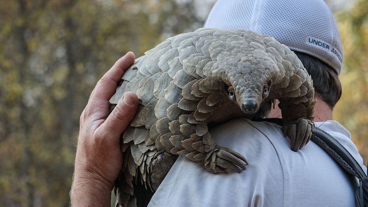 سفر پنگولینی به اسم کولو|Pangolin: Kulu's Journey