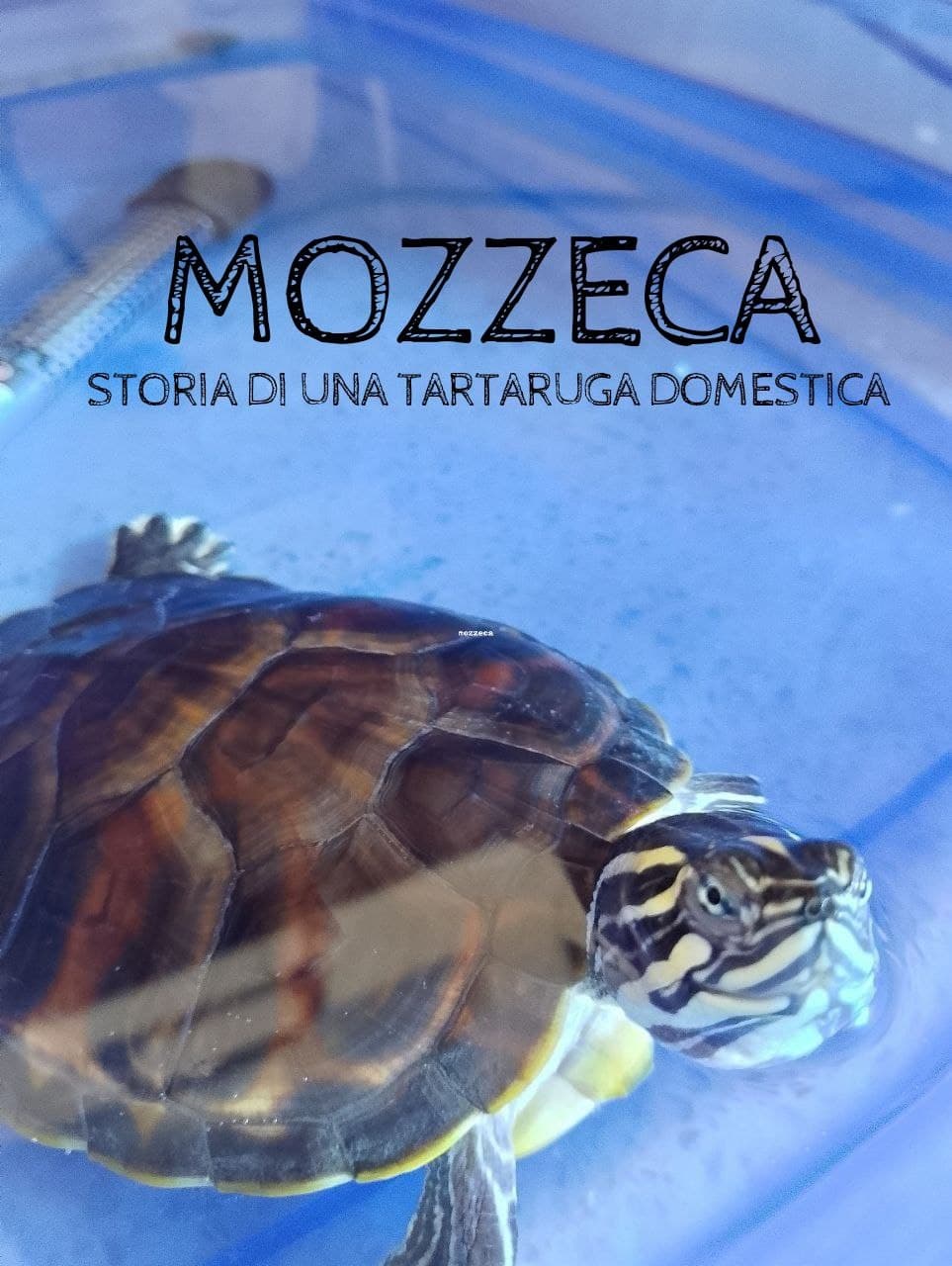 Mozzeca | Mozzeca