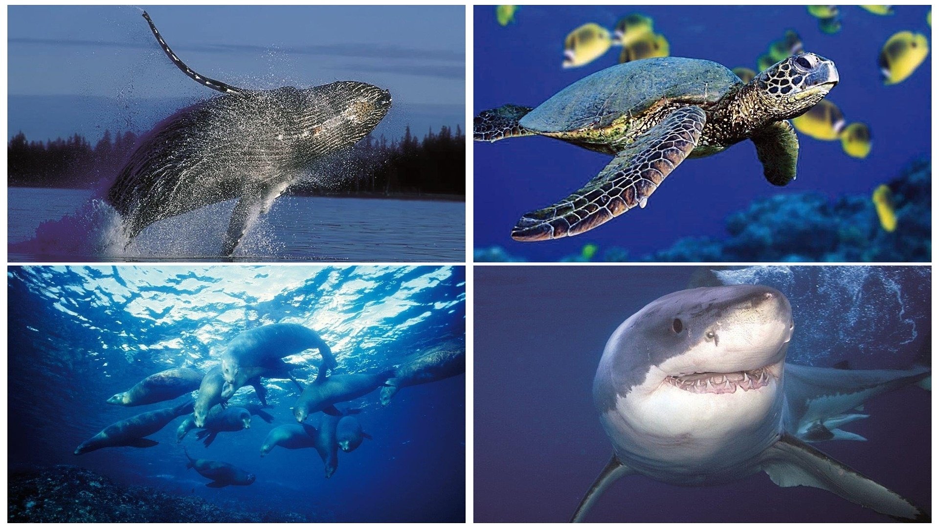 Discover Planet Ocean|Discover Planet Ocean