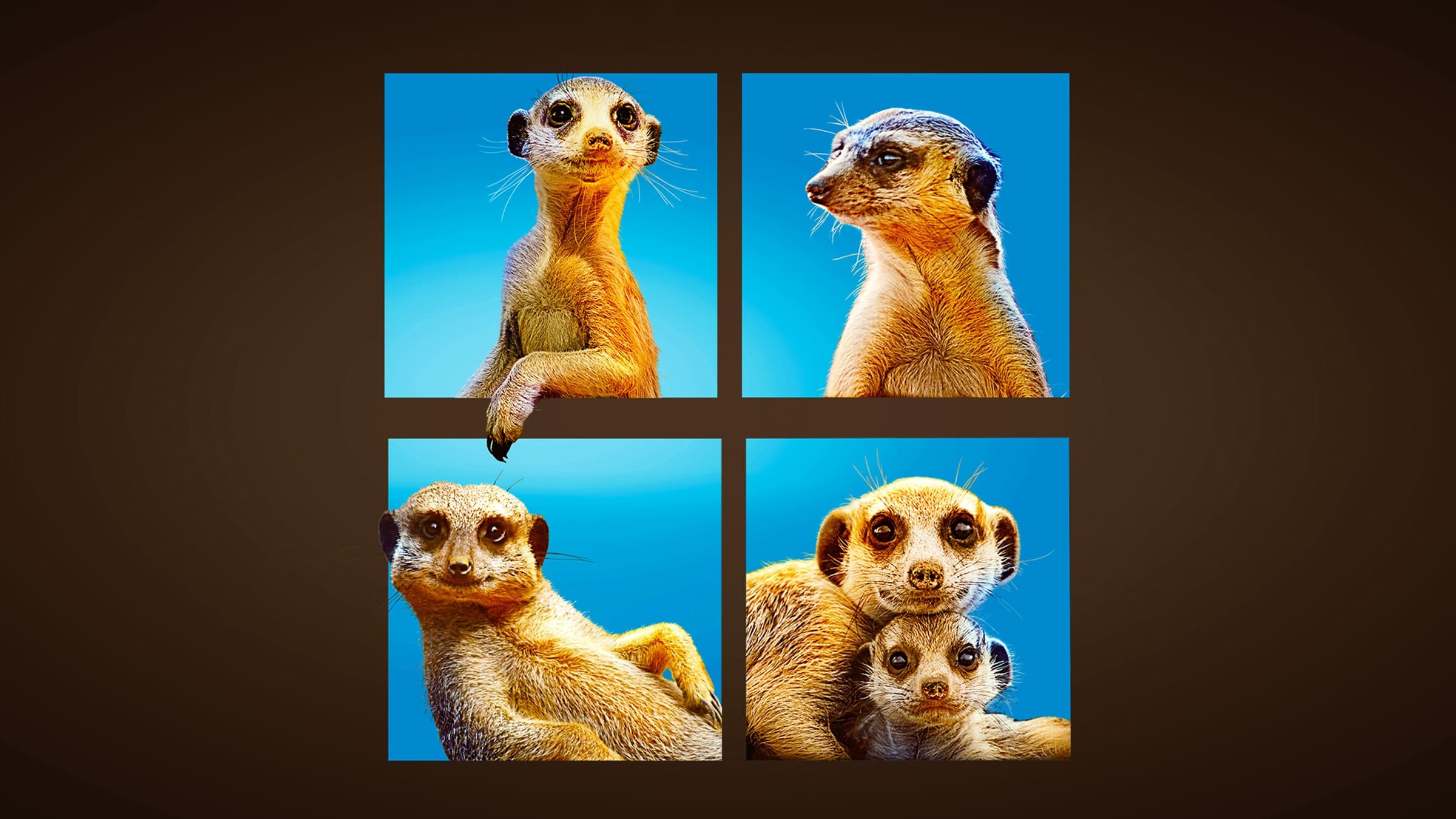 Meet The Meerkats|Meet The Meerkats