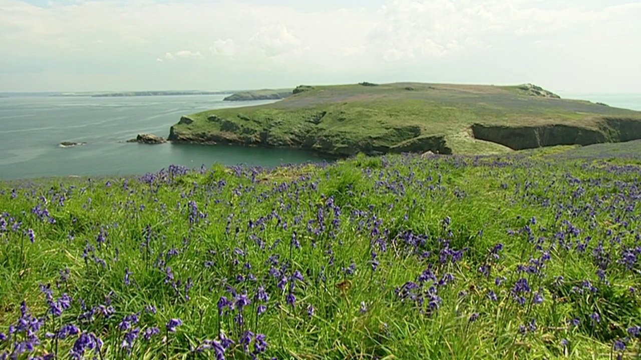 The Rabbits of Skomer|The Rabbits of Skomer