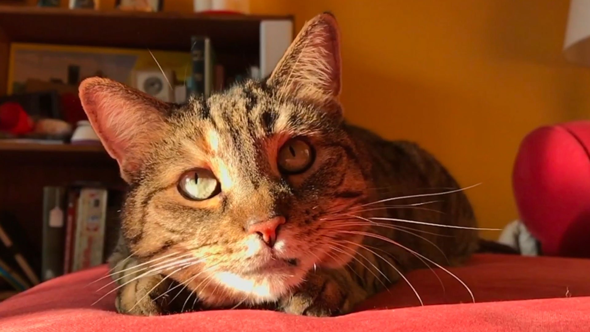 Quarantine Cat Film Festival|Quarantine Cat Film Festival