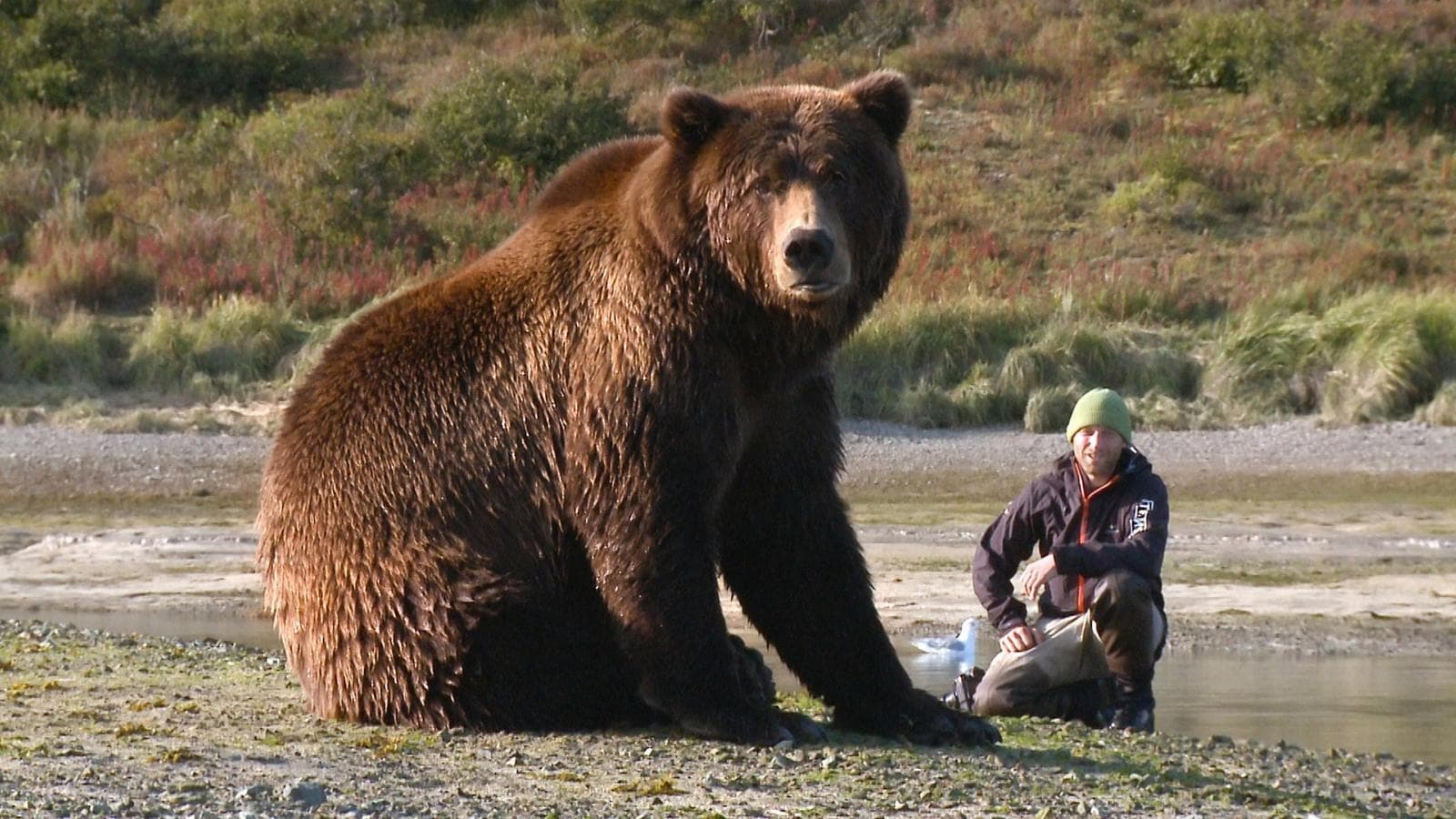 Der Bär in mir|Der Bär in mir