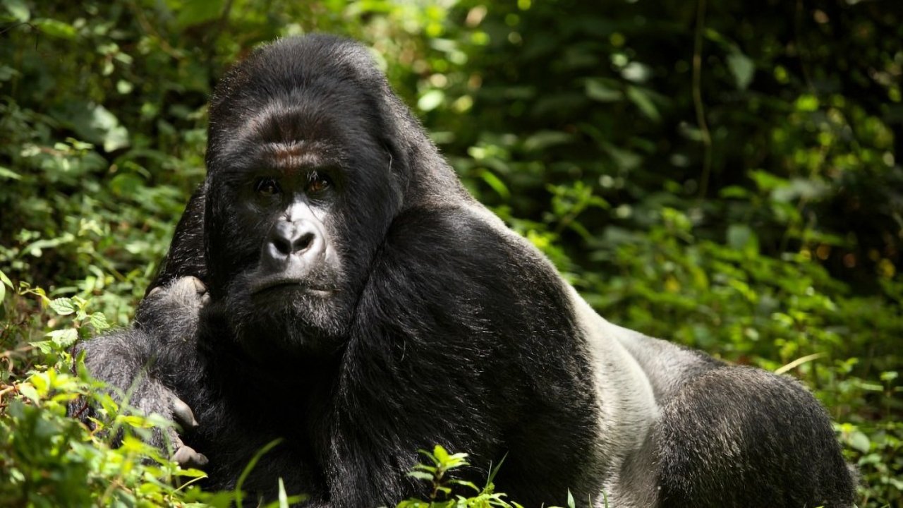 En danger : menaces sur les grands singes|En danger : menaces sur les grands singes