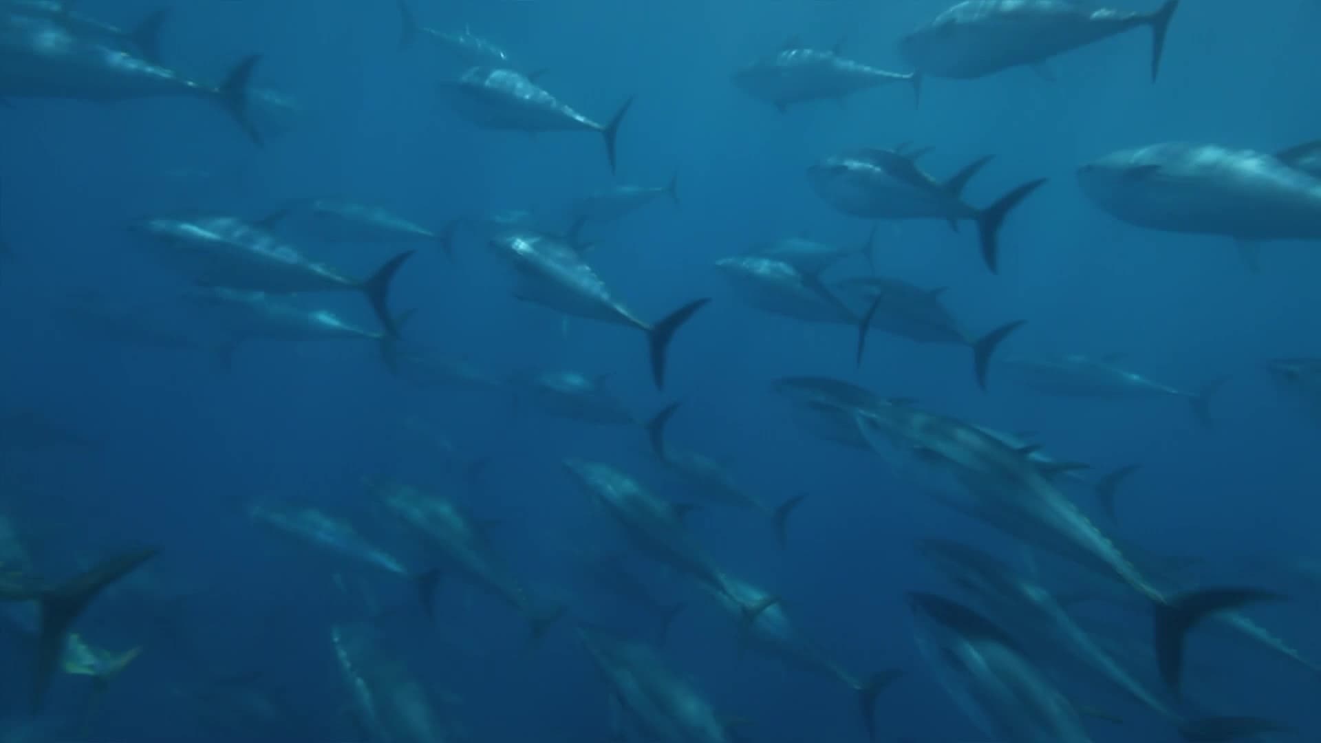 Superfish: Bluefin Tuna|Superfish: Bluefin Tuna