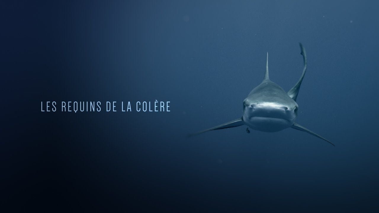 Les Requins de la Colère|Les Requins de la Colère
