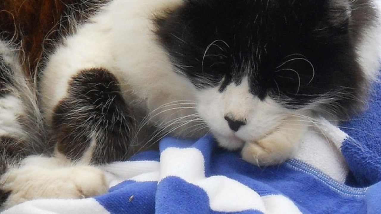 A Cat's Tale|A Cat's Tale