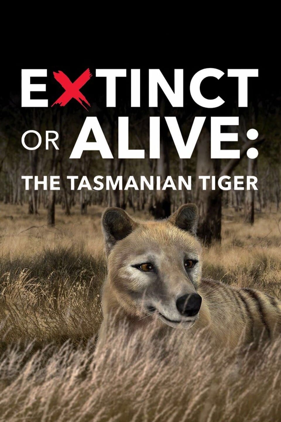 Extinct or Alive: The Tasmanian Tiger | Extinct or Alive: The Tasmanian Tiger