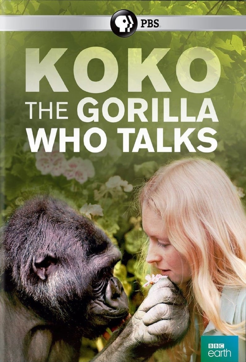 Koko: The Gorilla Who Talks to People | Koko: The Gorilla Who Talks to People