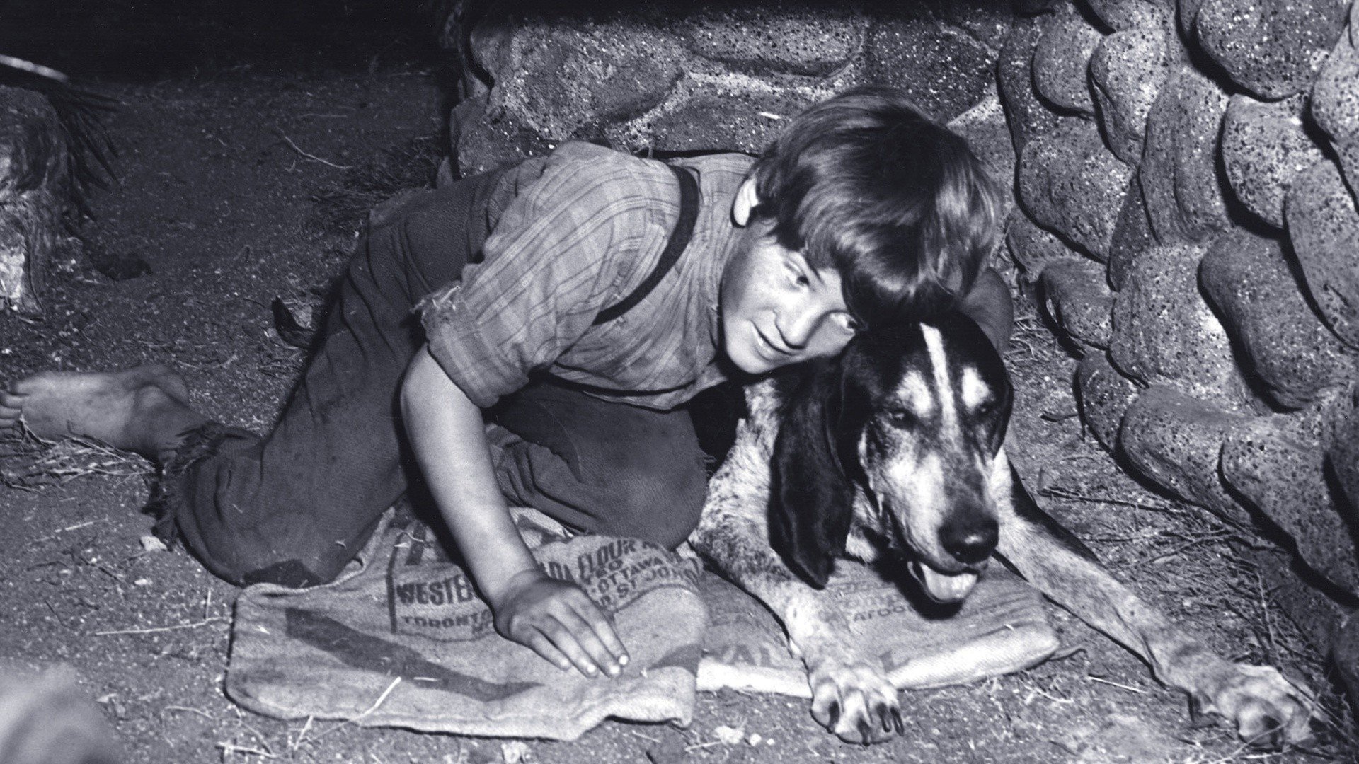 A Boy and His Dog|A Boy and His Dog