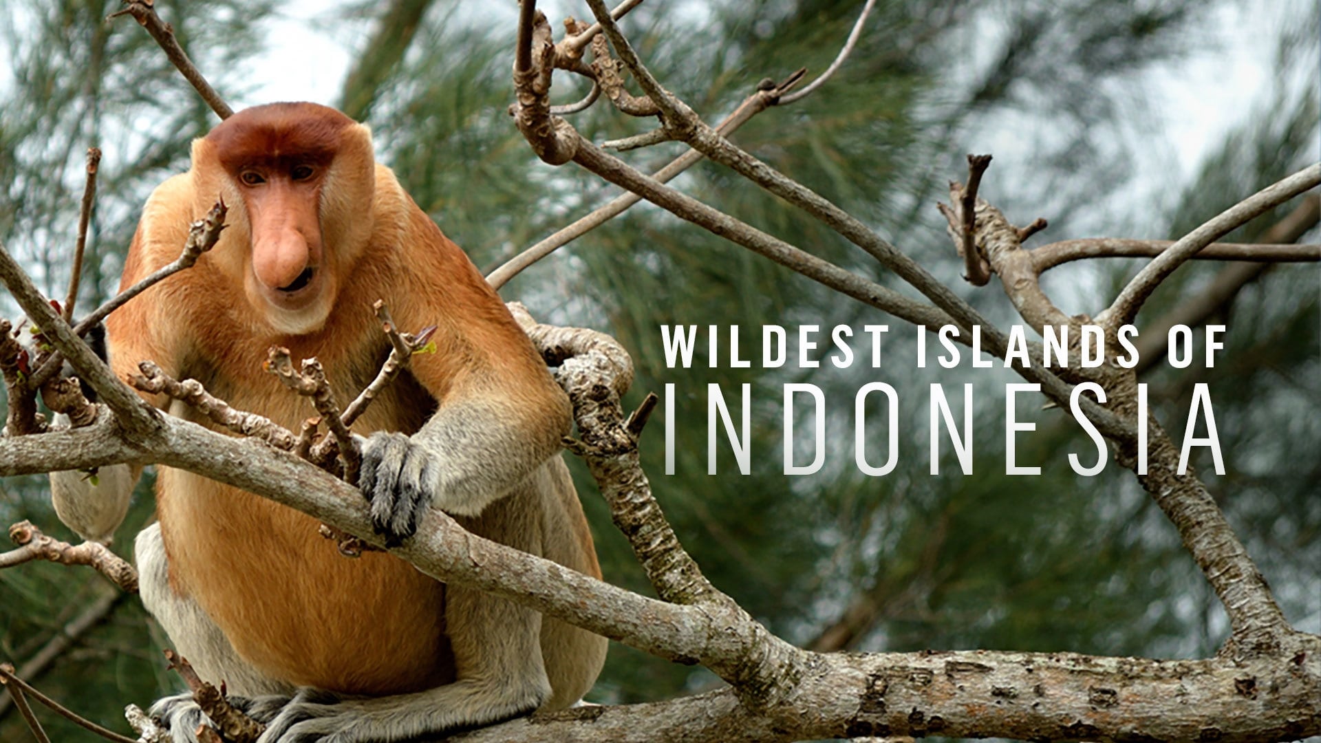 Wildest Islands of Indonesia|Wildest Islands of Indonesia