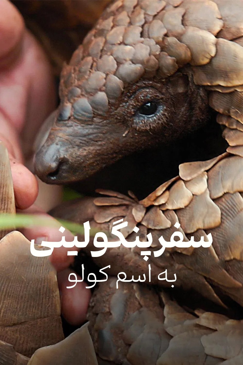 Pangolin: Kulu's Journey