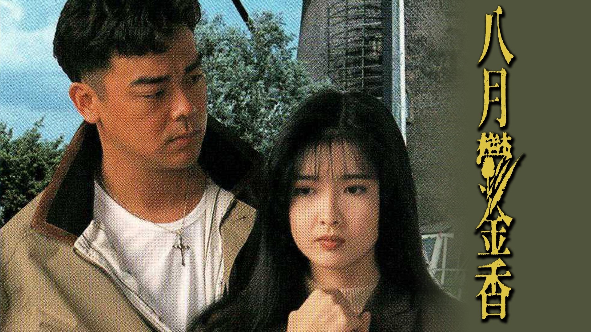 八月鬱金香|八月鬱金香