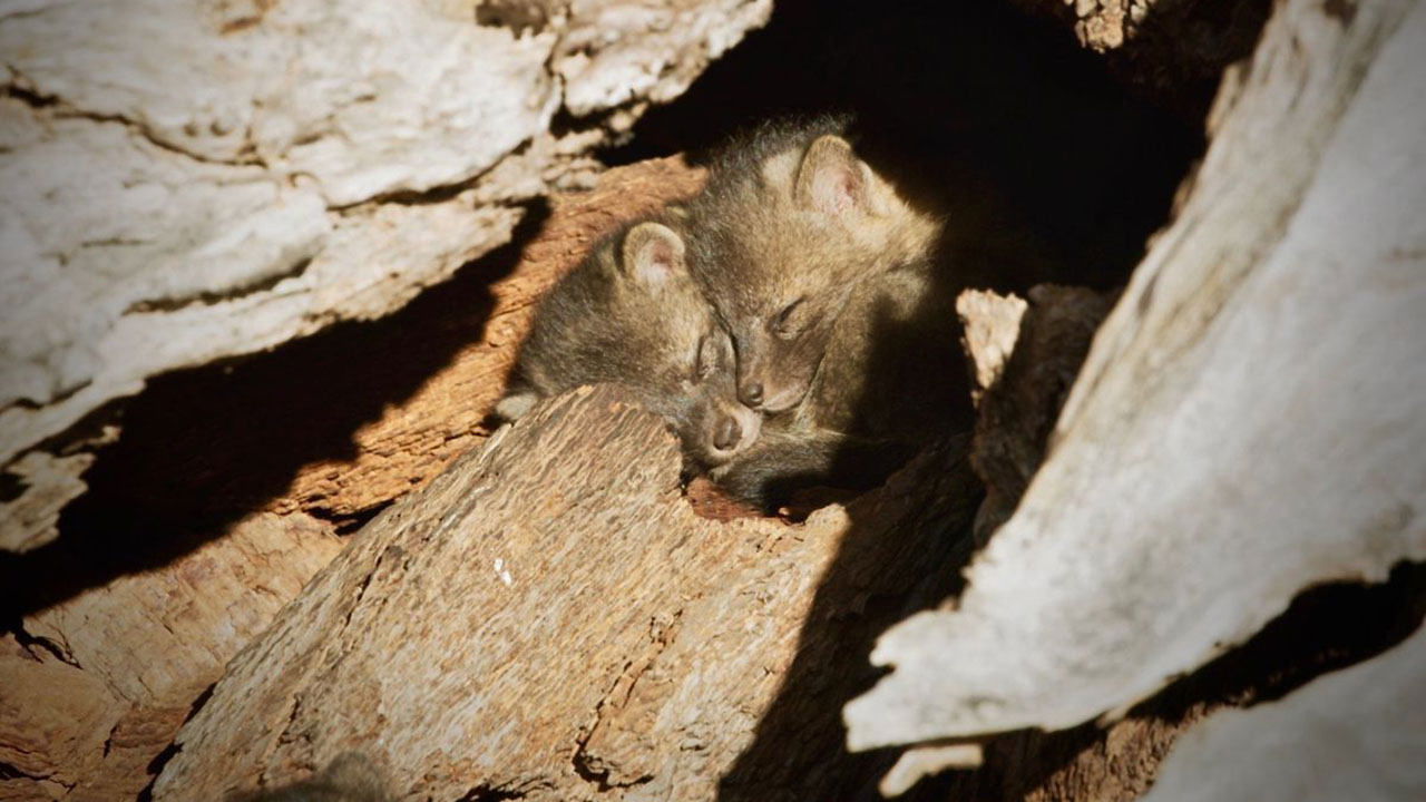 Back from the Brink: Saved from Extinction|Back from the Brink: Saved from Extinction