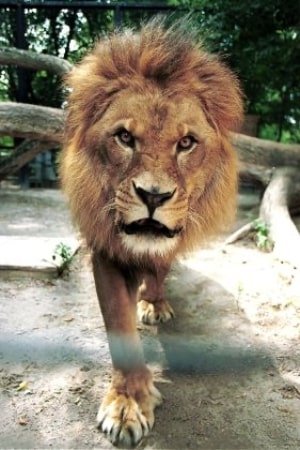 بازیگر Caesar the Lion  