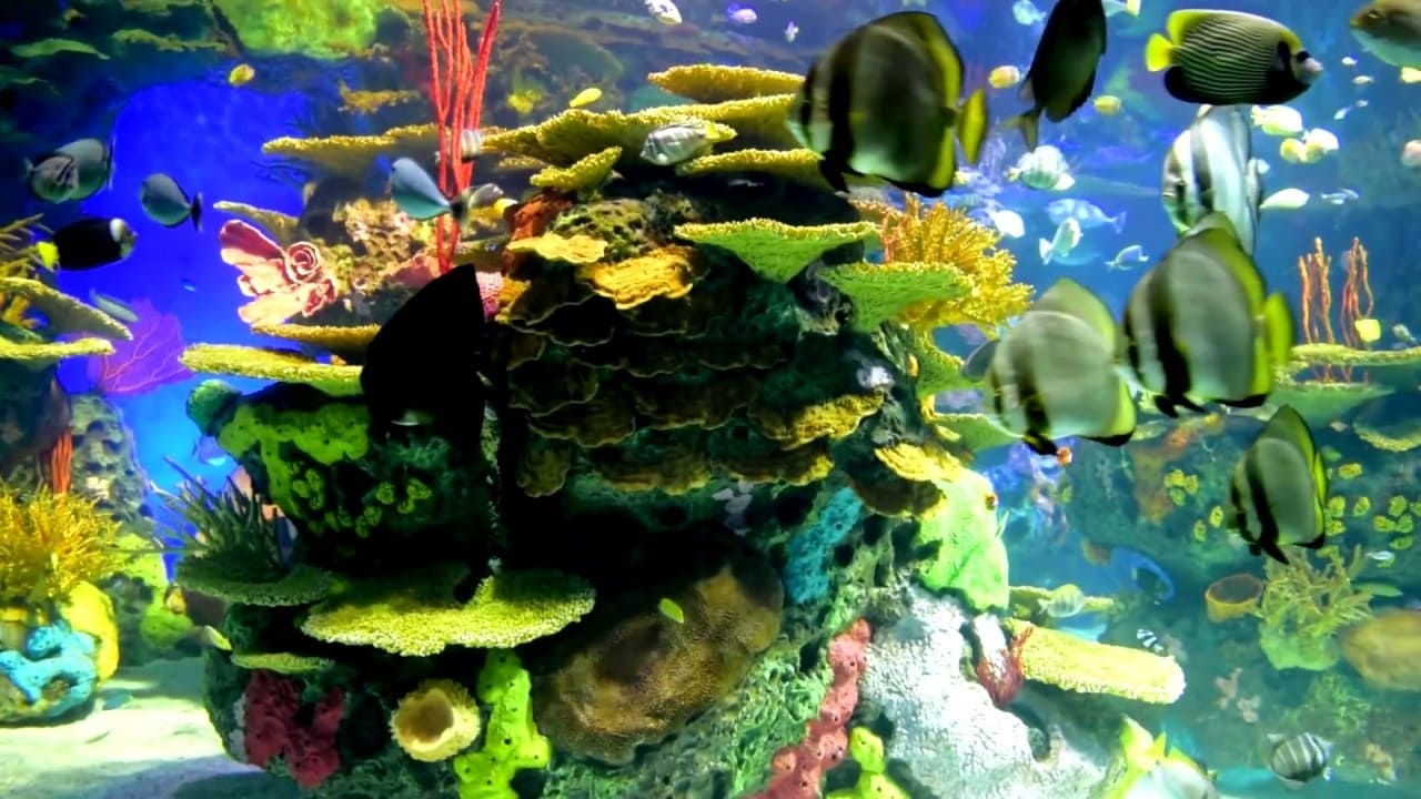 Beautiful Coral Reef Fish|Beautiful Coral Reef Fish