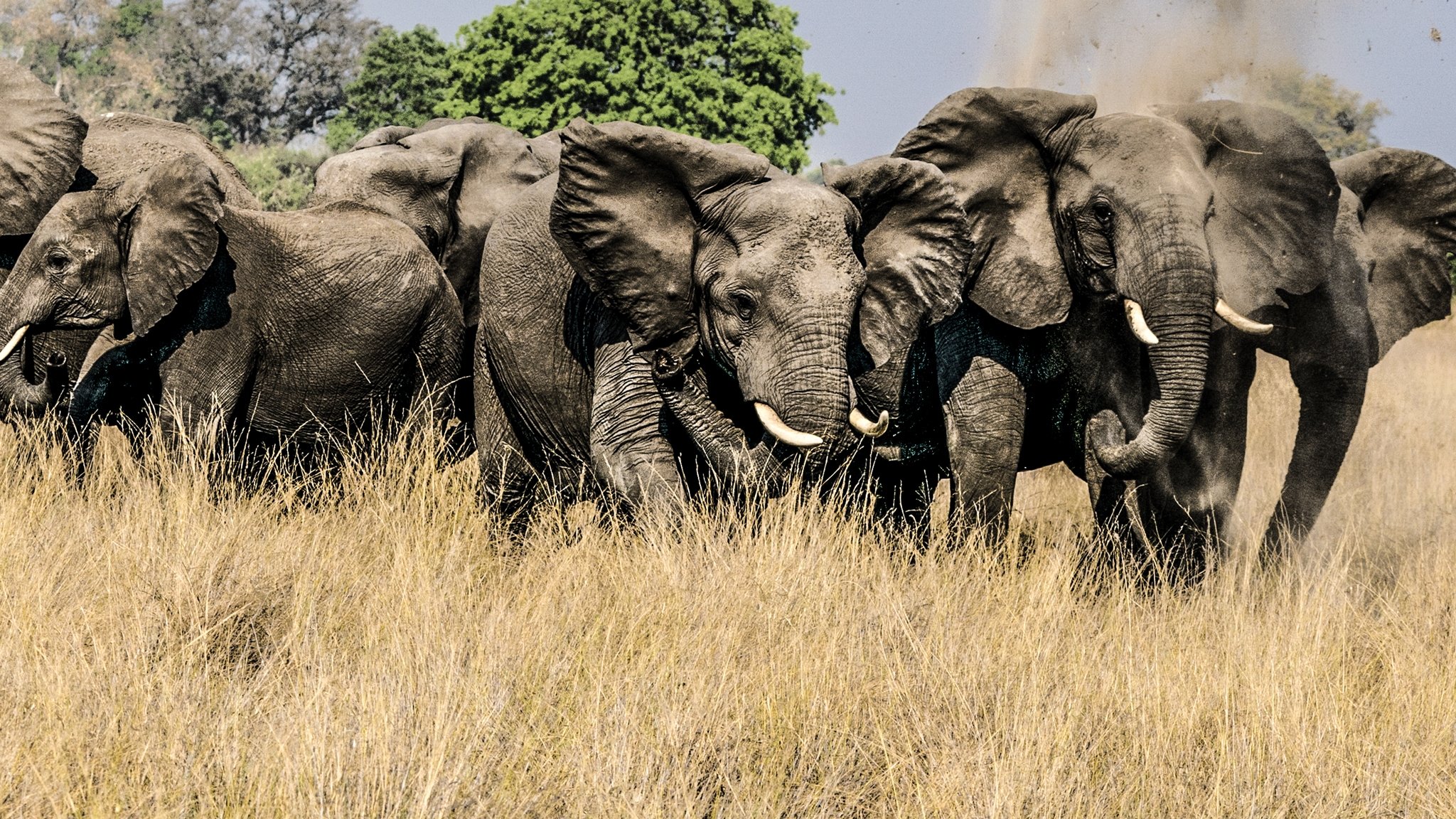 Okavango: River of Dreams - Director's Cut|Okavango: River of Dreams - Director's Cut