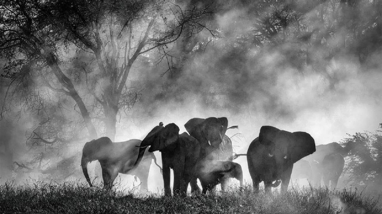 Ghost Elephants|Ghost Elephants