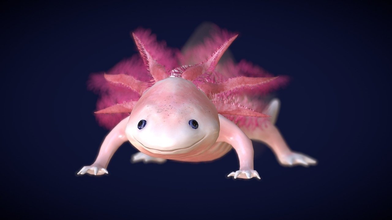 Axolotl, la salamandre miraculeuse|Axolotl, la salamandre miraculeuse