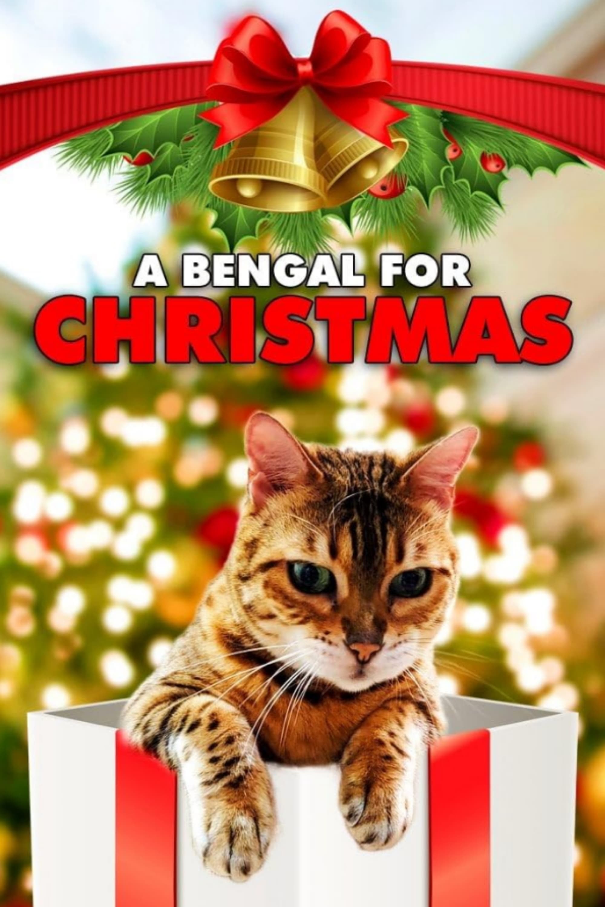 A Bengal for Christmas | A Bengal for Christmas