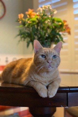 بازیگر Murphy the Cat  