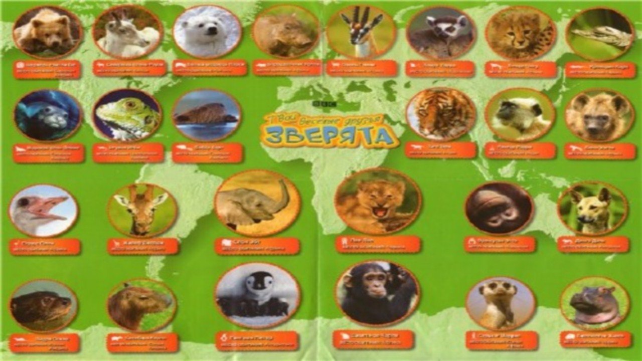 All About Animals|All About Animals