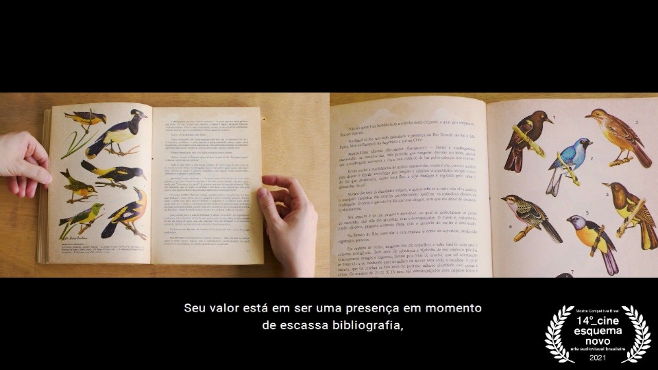 Cantar é com os Passarinhos|Cantar é com os Passarinhos