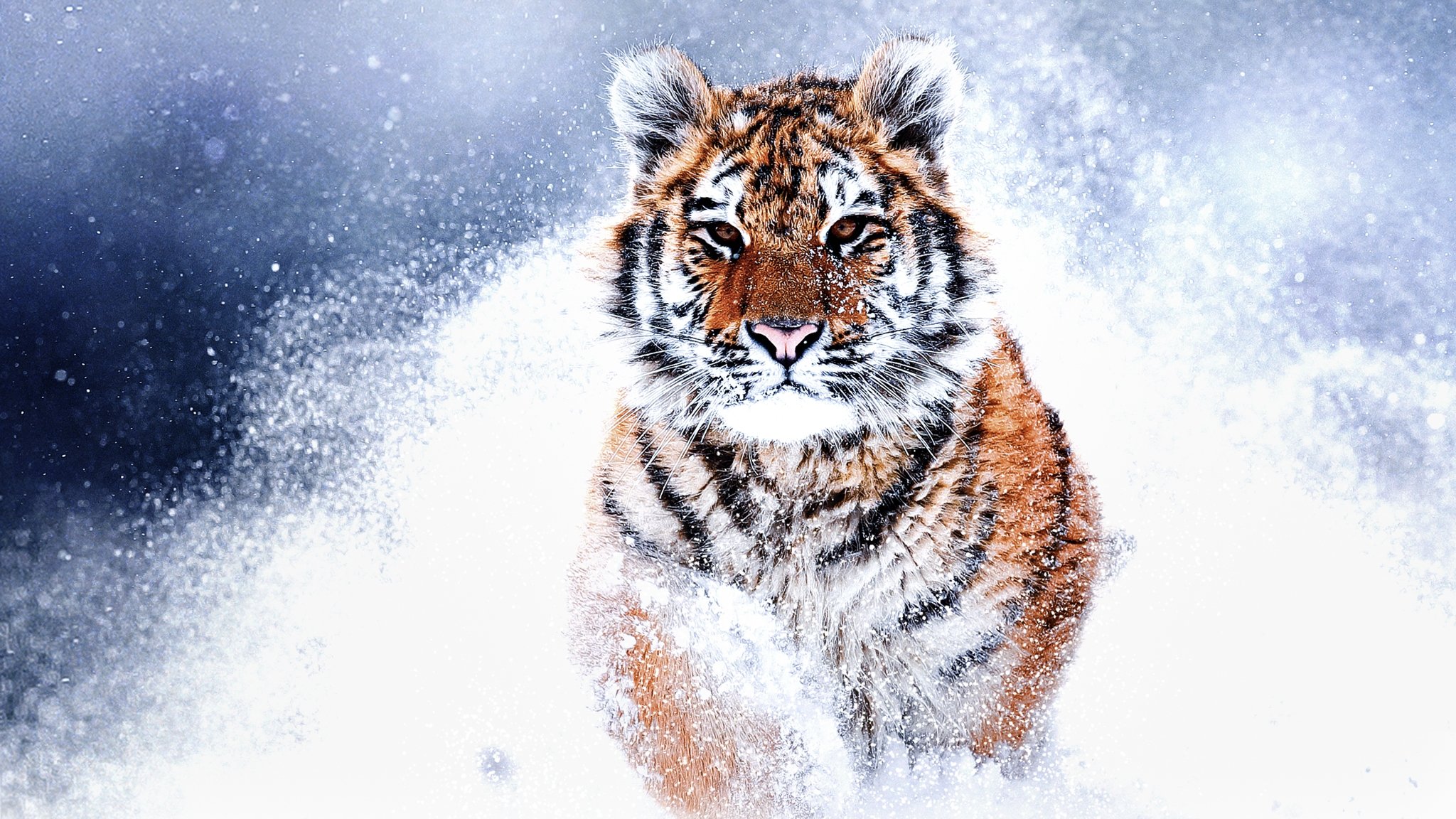 Russia's Wild Tiger|Russia's Wild Tiger
