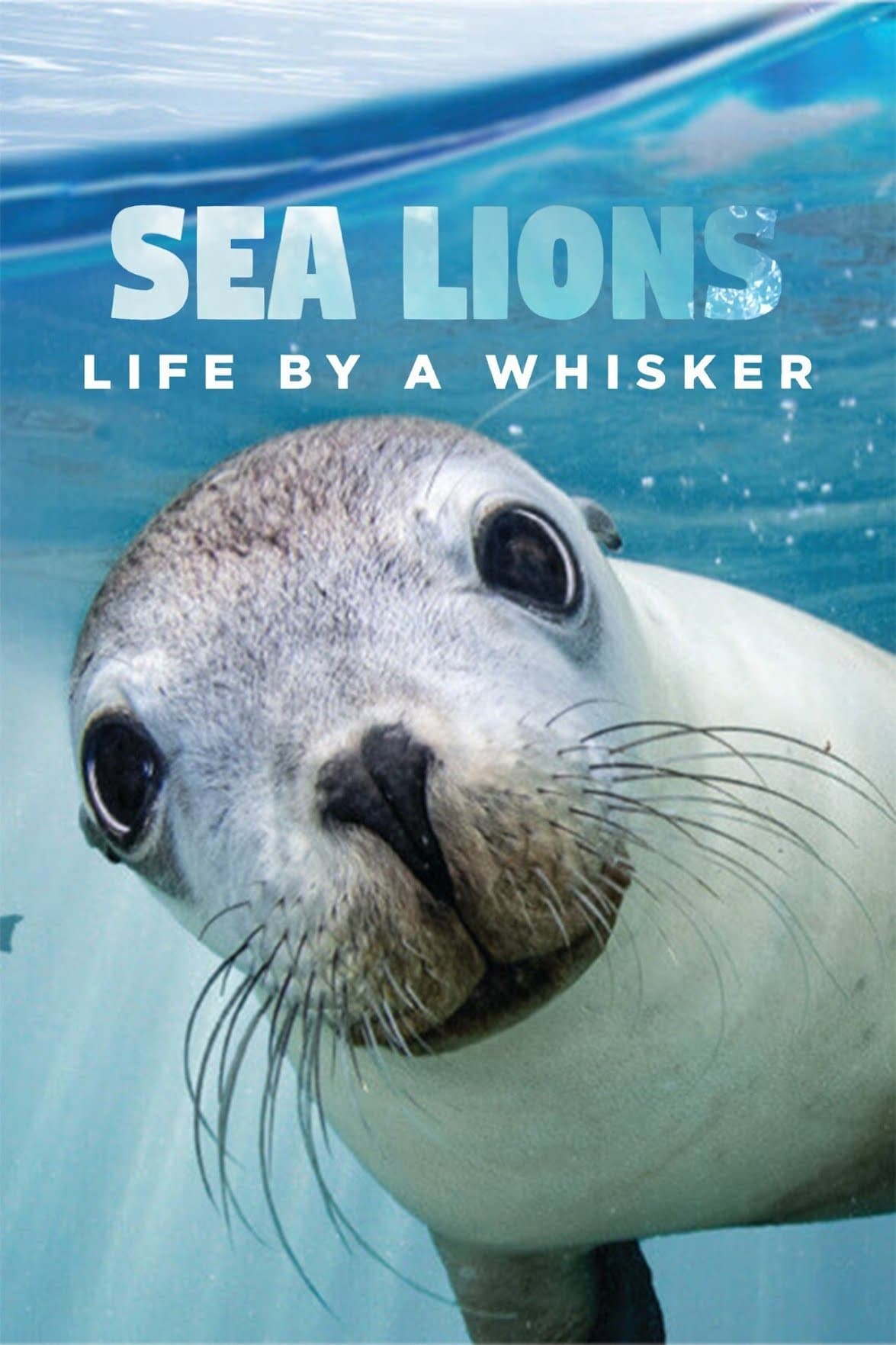 Sea Lions: Life By a Whisker | Sea Lions: Life By a Whisker