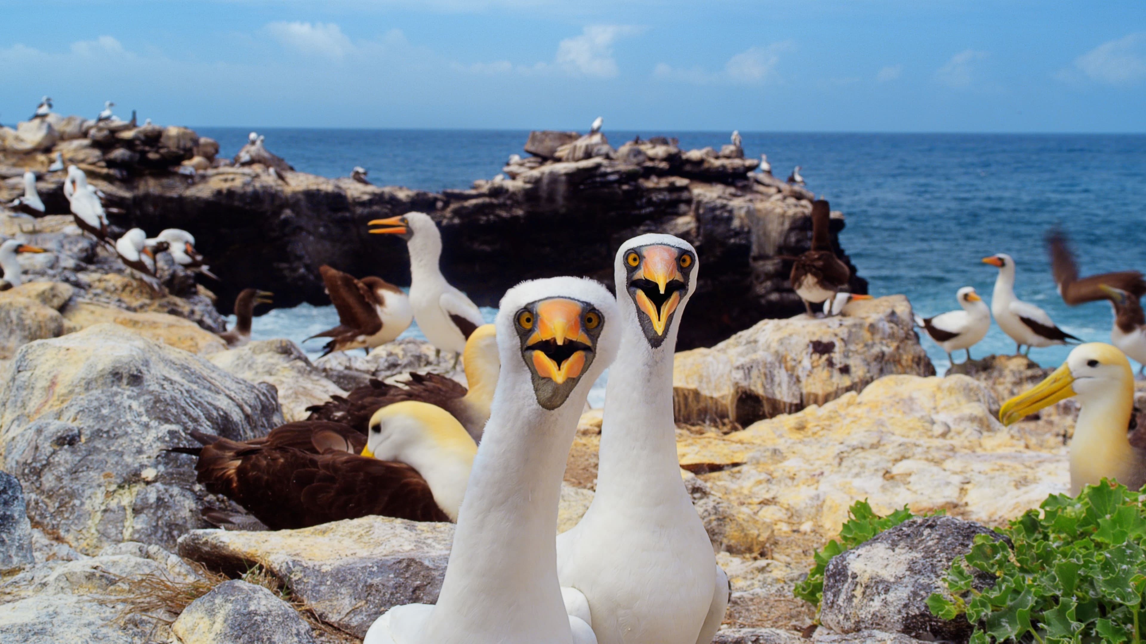 Galapagos 3D with David Attenborough|Galapagos 3D with David Attenborough