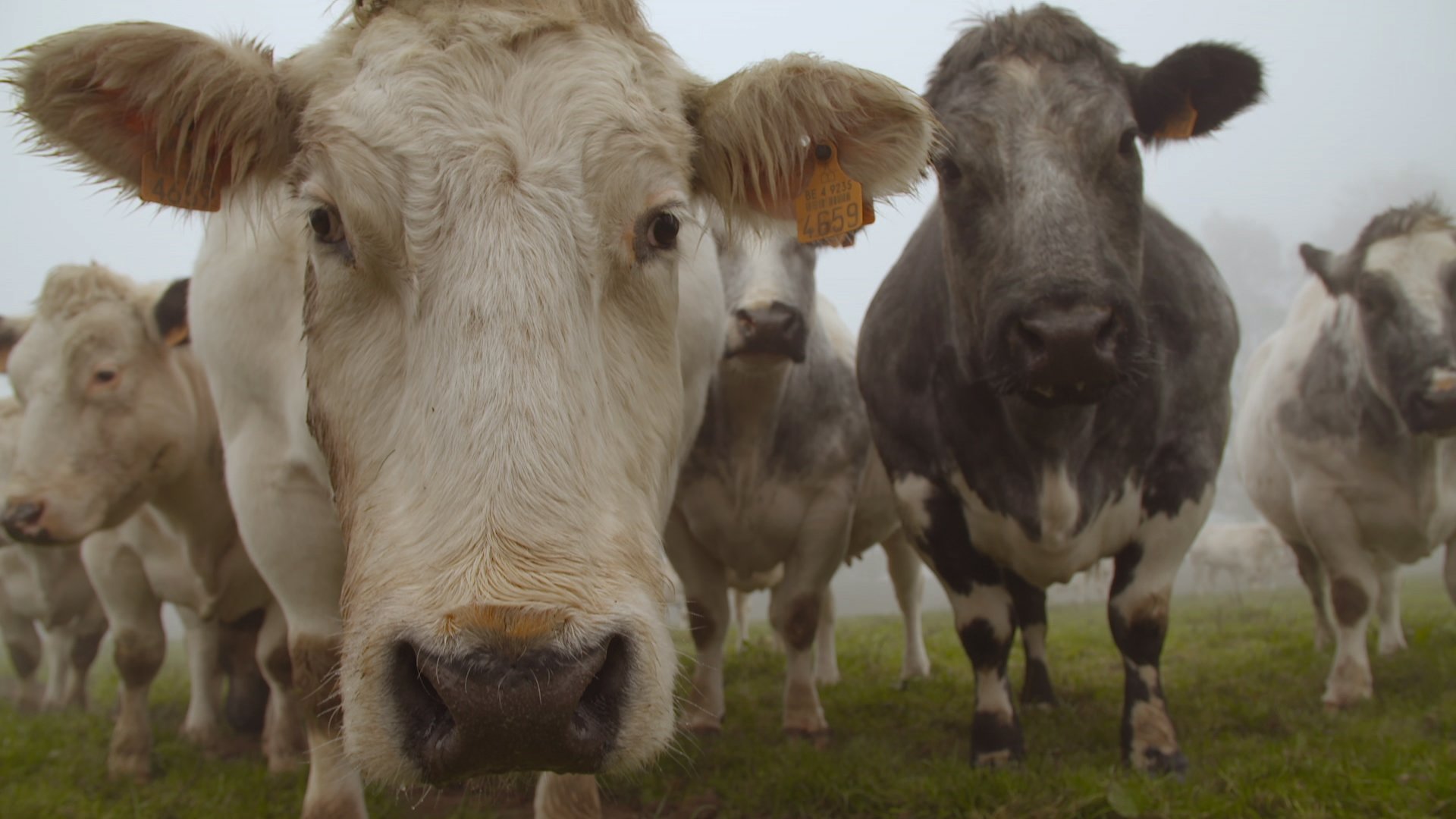Et l'homme créa la vache|Et l'homme créa la vache