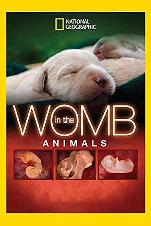 In The Womb: Animals | In The Womb: Animals