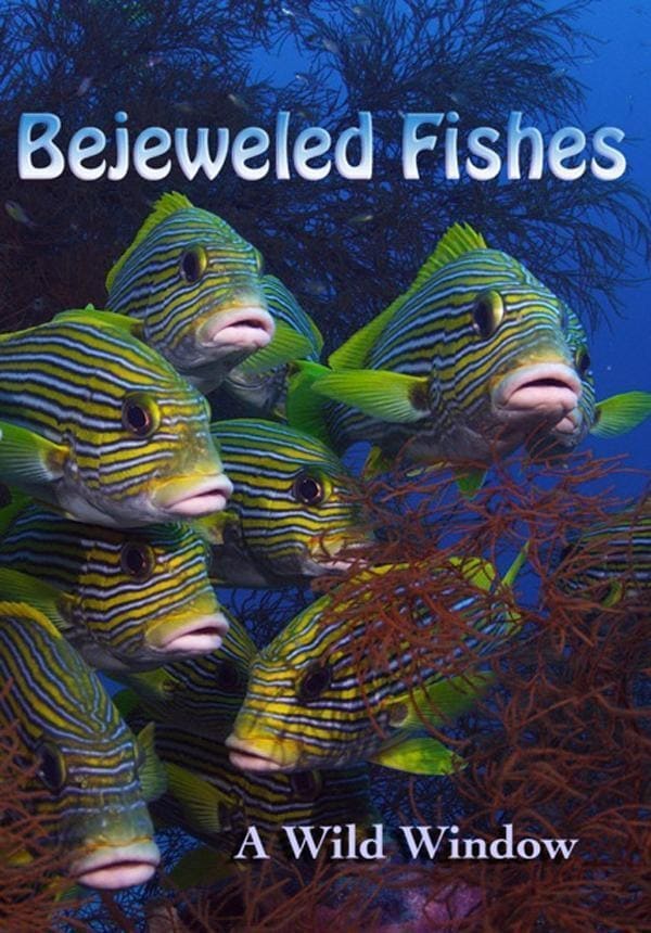 Wild Window: Bejeweled Fishes | Wild Window: Bejeweled Fishes