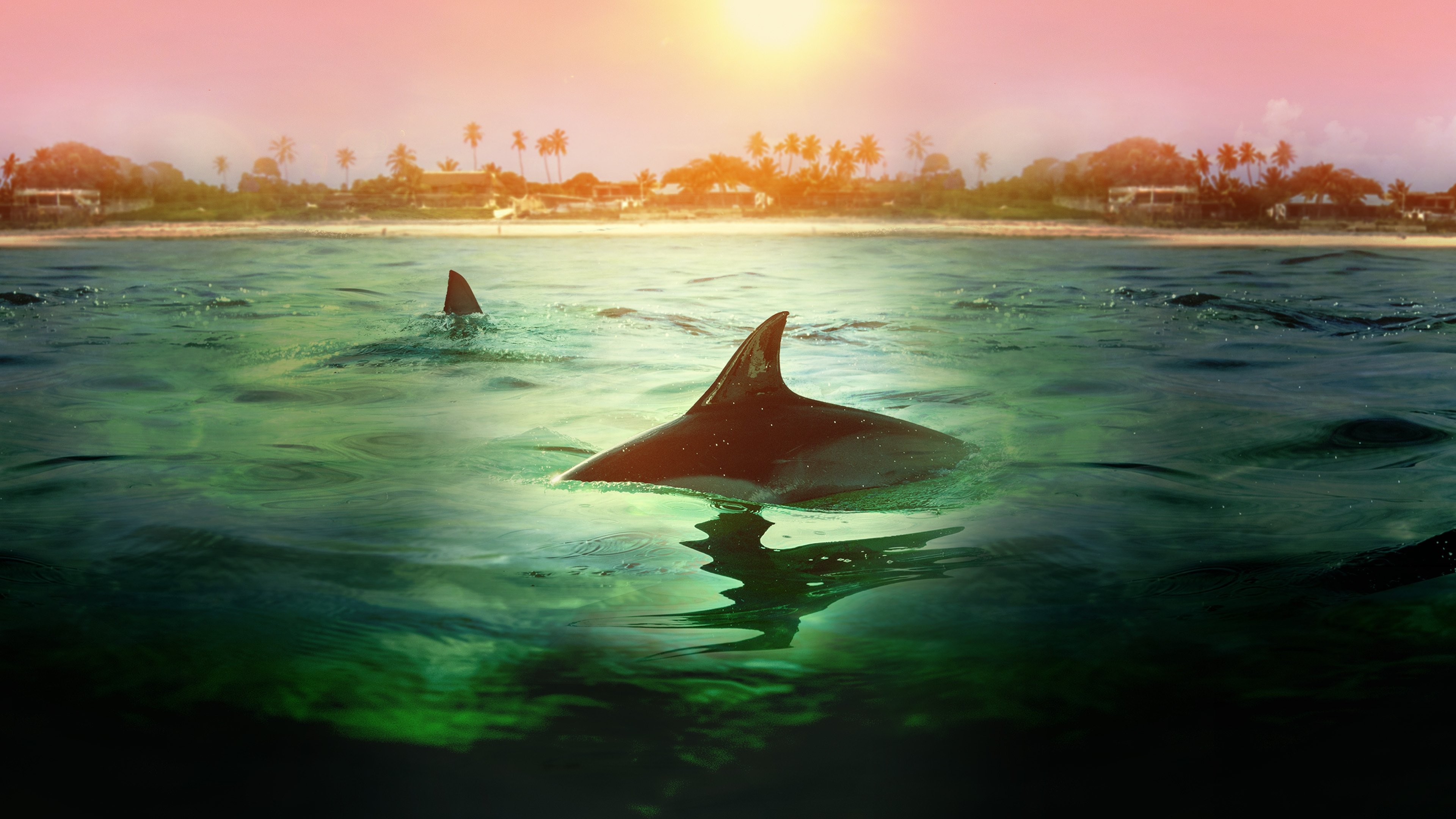 Sharks vs. Dolphins: Bahamas Battleground|Sharks vs. Dolphins: Bahamas Battleground