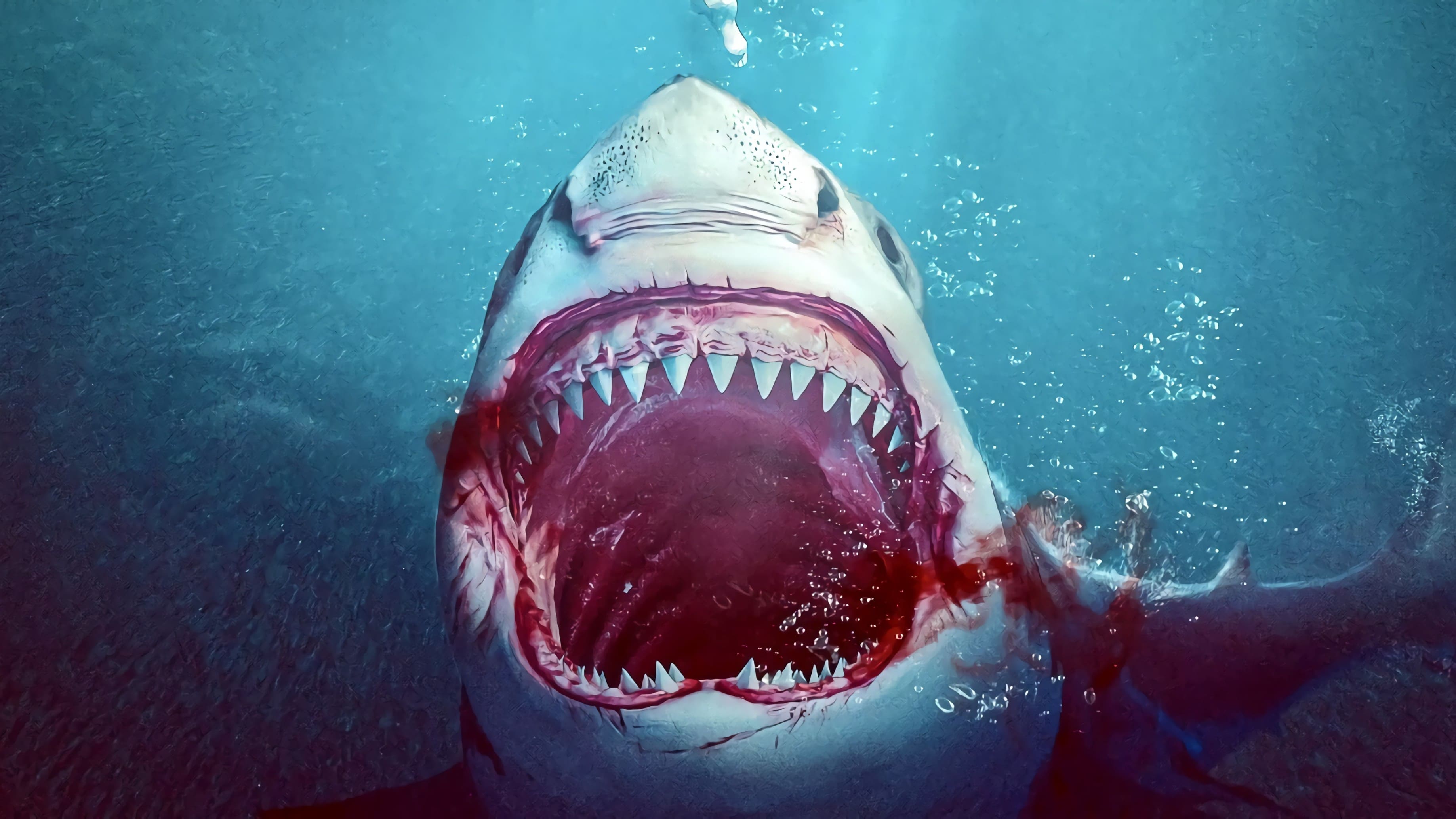 گاوکوسه|Bull Shark