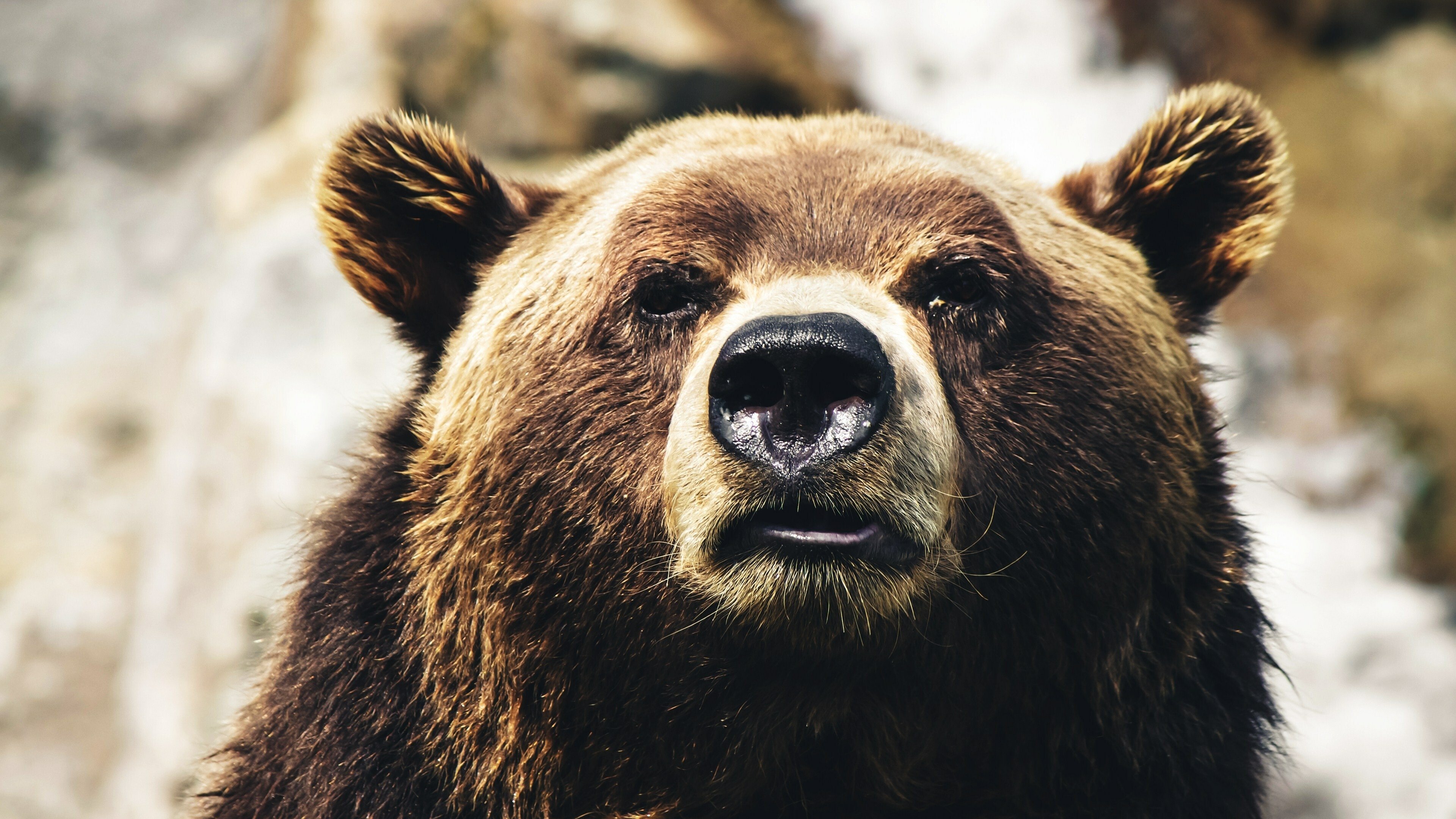 Cocaine Bear vs. Batman|Cocaine Bear vs. Batman