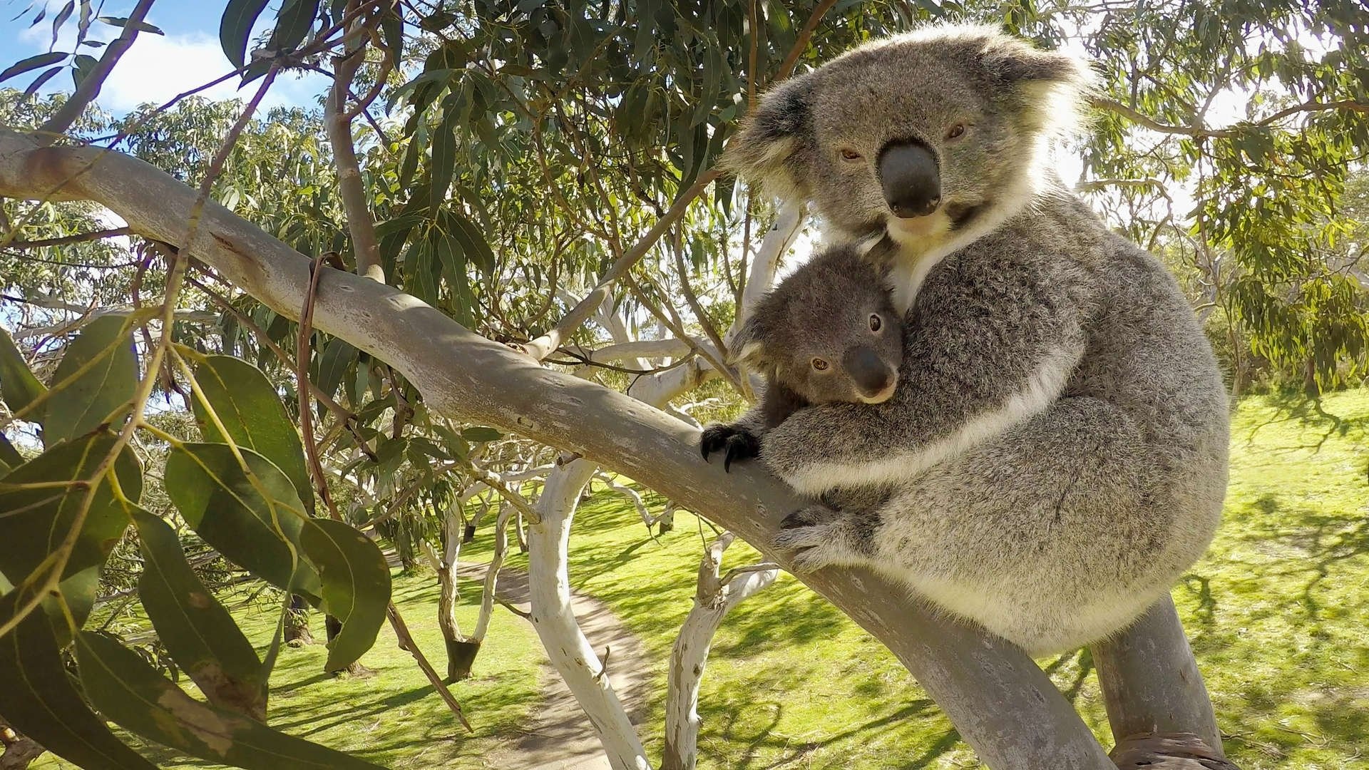 Secret Life of the Koala|Secret Life of the Koala