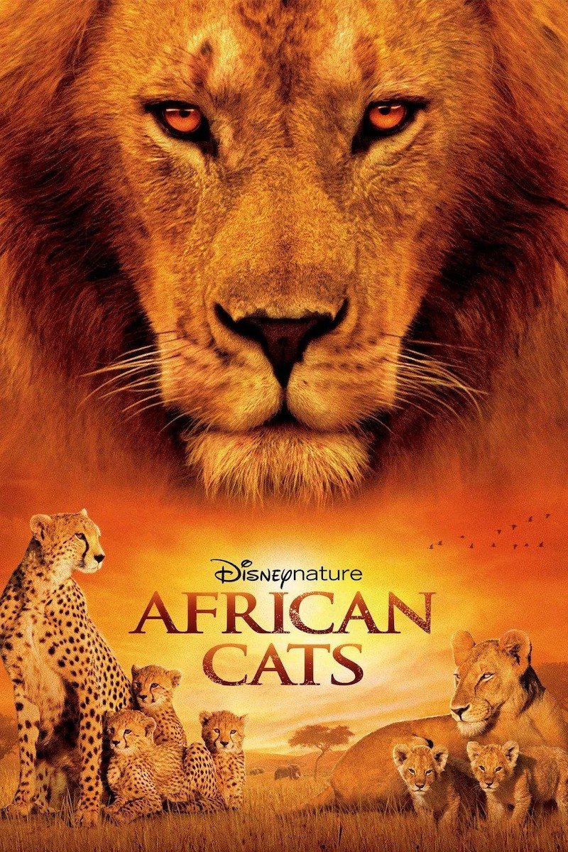 African Cats | African Cats