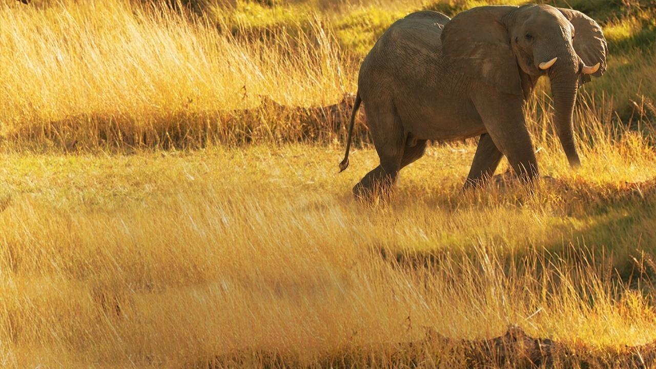 Elephant Queen|Elephant Queen