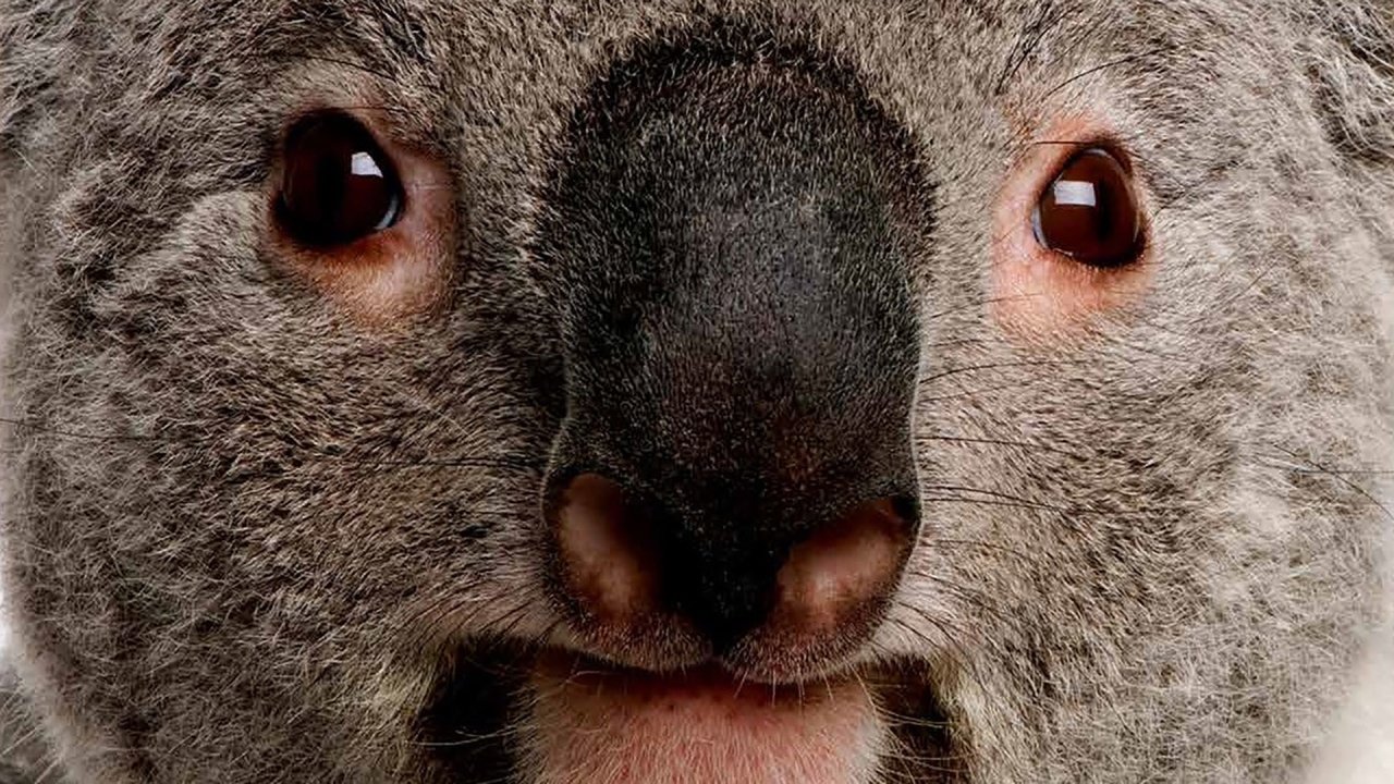 The Koalas|The Koalas