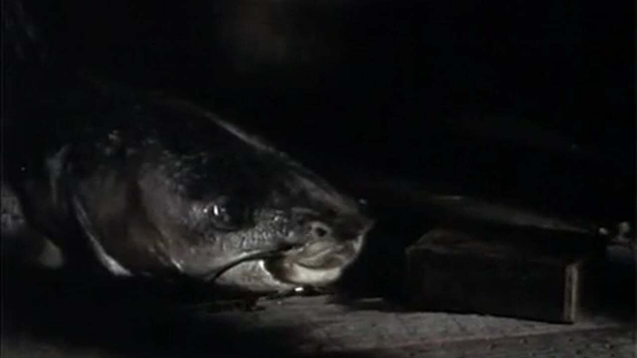 The Amphibian|The Amphibian